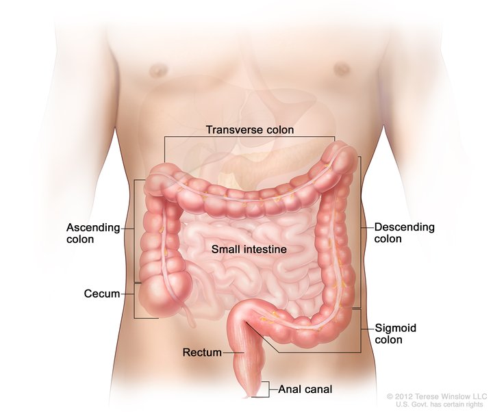 <p>the interior intestine that is enclosed by the large intestine </p>