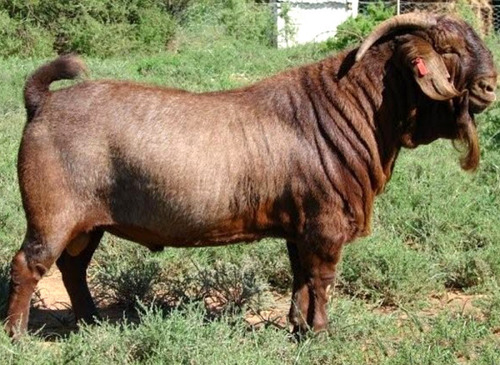 <p>What is this goat breed?</p>