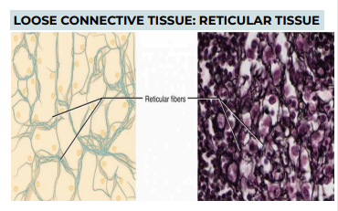 <p>TISSUE: LOOSE CONNECTIVE TISSUE: RETICULAR TISSUE</p>