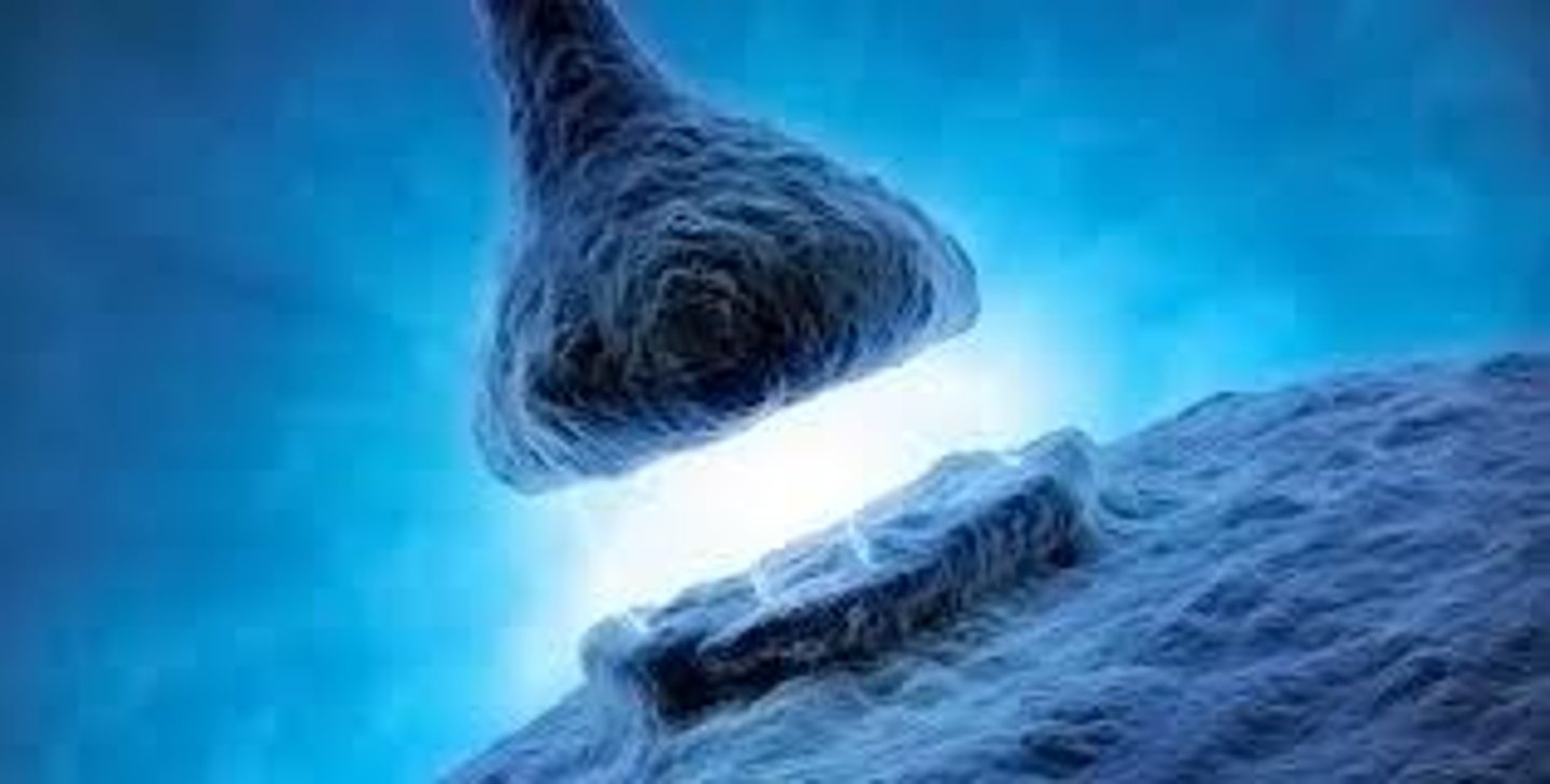 <p>An increase in a synapse's firing potential after brief, rapid stimulation. Believed to be a neural basis for learning and memory.</p>