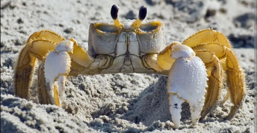 <p class="has-focus">Ocypodidae family</p><p class="has-focus">varied omnivorous diet, consuming both living prey and scavenging dead matter. They primarily feed at night on insects, clams, mole crabs, and sea turtle eggs and hatchlings. They also scavenge for vegetation and other organic material.</p><p class="has-focus">look for its pale, square-shaped body, large stalked eyes, and two claws of unequal size</p>