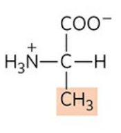 <p>Abbreviation: Ala, A</p>