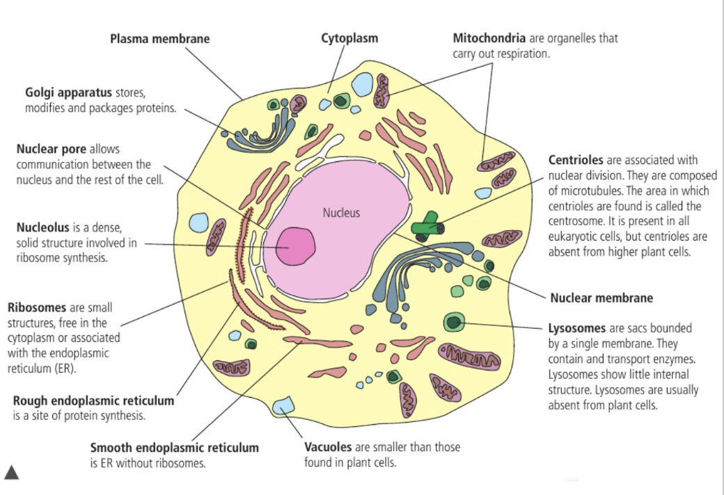 <ul><li><p><strong>Nucleus</strong></p></li><li><p><strong>Mitochondria</strong></p><p>Has its own genome; Reproduce by fission; Double membrane-bound<br><span style="color: blue">Makes energy, stores Ca, Controls cell growth and death</span></p></li><li><p><strong>Rough Endoplasmic Reticulum (RER)</strong></p><p>Surface is covered in ribosomes</p><p><span style="color: blue">Synthesise proteins for use outside of cell</span></p></li><li><p><strong>Smooth Endoplasmic Reticulum (SER)</strong></p><p><span style="color: blue">Synthesises lipid and hormones</span></p></li><li><p><strong>Golgi apparatus</strong></p><p><span style="color: blue">Processing + Secretion of protein; Package proteins and lipids into vesicles for delivery <u>out of cell</u></span></p><ul><li><p>Transport vesicles are received on <strong>cis<em> </em></strong>side</p></li><li><p>Modified as it moves through <strong>cisternae</strong> + Attachment of signalling chemical which directs it to destination</p></li><li><p>Packaged and transported on <strong>trans</strong> side</p></li></ul></li><li><p><strong>Vesicles</strong></p><p>Small sacs that <span style="color: blue">transports molecules</span> into cell by fusing with membrane</p></li><li><p><strong>Vacuoles</strong></p><p><mark data-color="red" style="background-color: red; color: inherit">Small and numerous</mark></p><p><mark data-color="green" style="background-color: green; color: inherit">Large space; If central area = Central vacuole</mark></p><p><span style="color: blue">Store food, toxins, metabolic waste, water + <mark data-color="green" style="background-color: green; color: inherit">Uptake of water → Rigidity, Provide nutrition</mark></span></p></li><li><p><strong><mark data-color="red" style="background-color: red; color: inherit">Lysosomes</mark></strong></p><p>Sacs bound by single membrane</p><p><span style="color: blue">Contain and transport enzymes</span></p></li><li><p><strong>Cytoskeleton</strong></p><p>System of protein fibres (<strong>microtubules and microfilaments</strong>)</p><p><span style="color: blue">Hold organelles in place; Maintain structure and shape of cell</span></p></li><li><p><strong><mark data-color="red" style="background-color: red; color: inherit">Centrioles</mark></strong></p><p>At centrosome</p><p><span style="color: blue">Assembles microtubules for structure &amp; movement + Nuclear division</span></p></li><li><p><strong><mark data-color="green" style="background-color: green; color: inherit">Chloroplasts</mark></strong></p><p>A <strong>plastid</strong> (Organelle for manufacturing / storing energy)</p><p><span style="color: blue">Converts light to chemical energy via photosynthesis</span></p></li></ul><p></p>