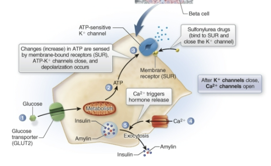 <p>What class of oral hypoglycemic drugs is being described:</p><p>enter or act on beta cells and cause the release of insulin (increase release of insulin and amylin)</p>