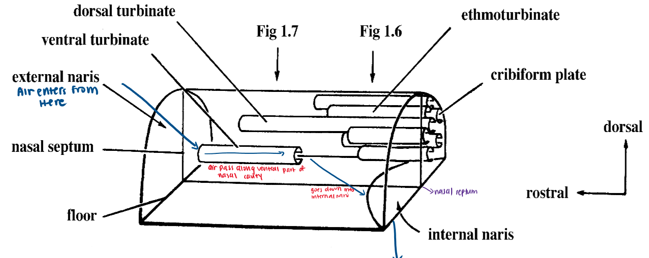 <p>Nasal septum (made up of ethmoid bone caudally and cartilagenous sheet)</p>