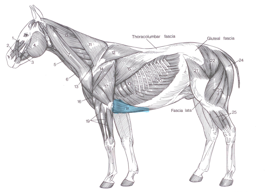 <p>Name of highlighted muscle?</p>