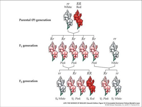 A pattern of inheritance in which two alleles, inherited from the parents, are neither dominant nor recessive. The resulting offspring have a phenotype that is a blending of the parental traits.