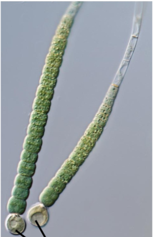 <p>What genus is this cyanobacteria?</p>