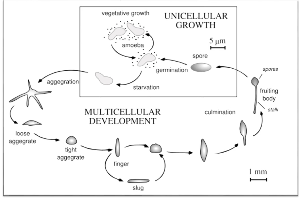 <ul><li><p><strong>Vegetative Growth Phase</strong>: Food Abundant</p><ul><li><p>Feed on bacteria (E.coli) </p></li><li><p>Amoeba divide by mitosis</p></li></ul></li><li><p>Trigger: <strong>Starvation</strong></p></li><li><p>Signal: <strong>Cyclic AMP (cAMP)</strong></p><ul><li><p>Secreted by starved cells</p></li><li><p>Attracts other amoebae</p></li></ul></li><li><p>Outcome:</p><ul><li><p>Aggregation into slug</p></li><li><p>In a nutrient rich environment, differentiation into stalk and spores</p></li><li><p>Spores have <strong>hard cell walls</strong> (dormant survival)</p></li></ul></li><li><p><strong>Spore germination</strong> occurs when food returns and new single-celled amoebae form</p></li></ul><p></p>