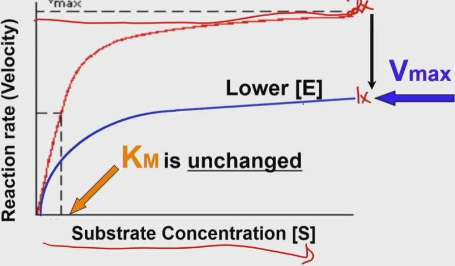 <ul><li><p>Less enzyme results in a reduced V Max (fewer products in a given time)</p></li><li><p>The Km is unchanged</p></li></ul><p></p>