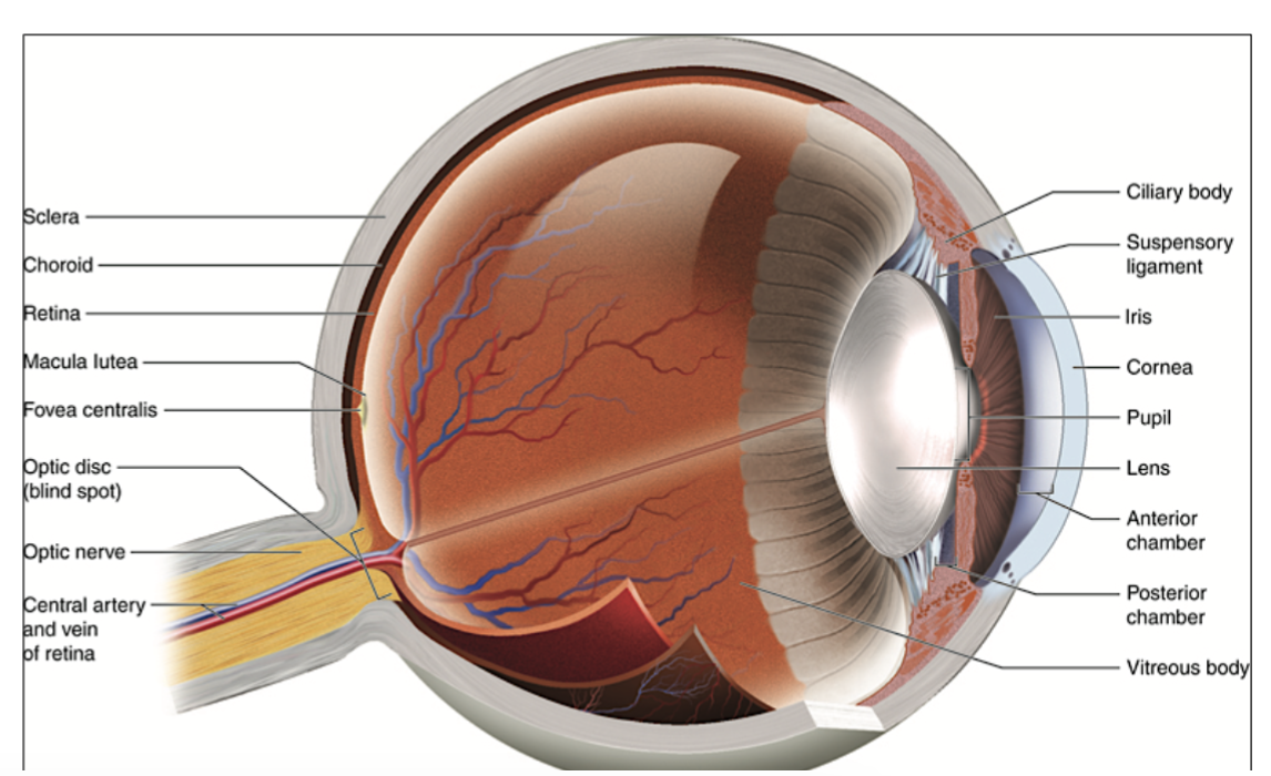 <p>Eye lens</p>