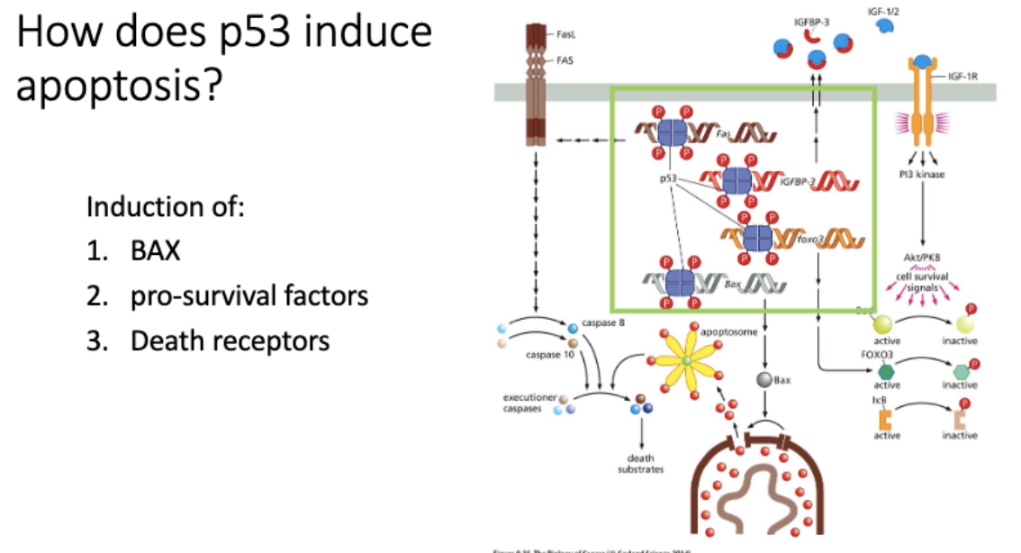 <p>Bax - opens gate to mitochondria, lets out cytochrome c - induces apoptosis, apoptosome, inhibitor/executioner </p><p></p><p>FAS - cell surface receptor, receives death ligands</p><p>↑ # receptor = ↑ sensitivity to apop</p><p></p><p>* inhibits pro-survival factors</p><p>induce pro - apoptosis</p>