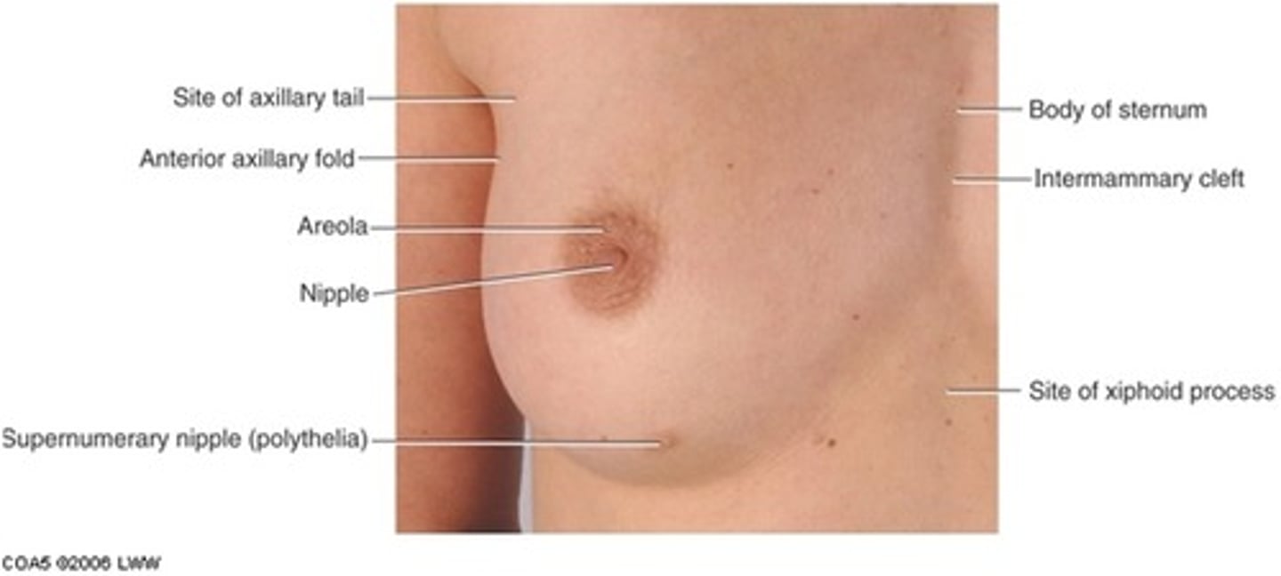 <p>Base of breast is from ribs 2-6 and from lateral margin of sternum to midaxillary line. </p><p>2. Breast sits on pec major and pec minor deep to that.</p><p>3. An axillary tail runs superiorly and laterally towards axilla.</p>