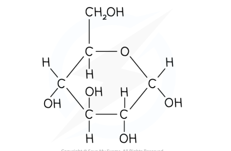 <ul><li><p>The main substrate for respiration ( the main molecule that is used (broken down) in cellular respiration to release energy.)</p></li><li><p>the form is which carbohydrate is transported in mammalian blood</p></li><li><p>forms the polysaccharides starch and glycogen &nbsp;</p></li></ul><p></p><p></p><p></p>