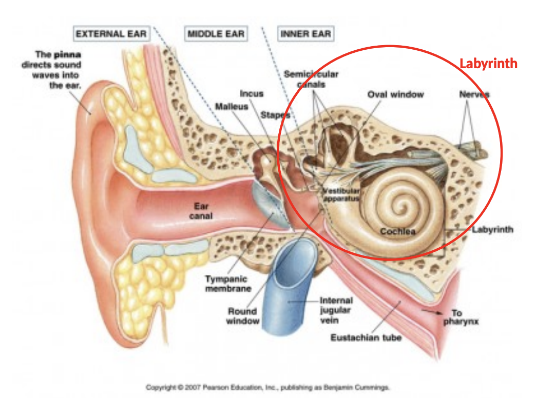<p>The hard, outer bone housing the inner ear system</p>