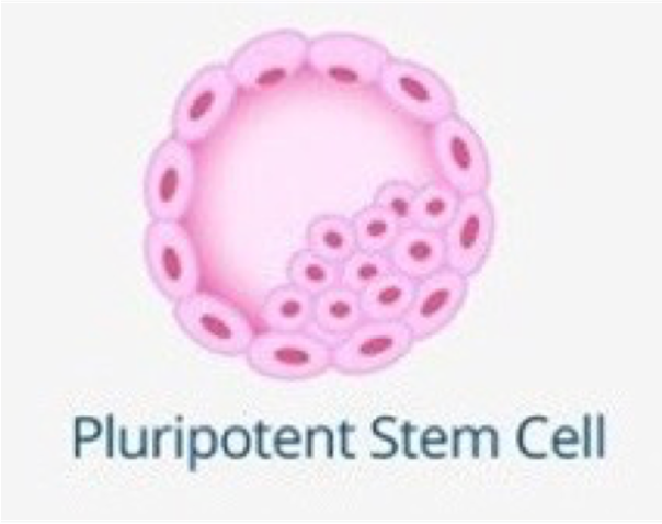 <p><span>•Can become ANY cell of the body but NOT the embryonic membranes.</span></p><p><span>•These stem cells are ONLY found in blastocysts; these are early embryos.</span></p><p><span>•The inner cell mass is what becomes an embryo and is made of pluripotent stem cells.</span></p>