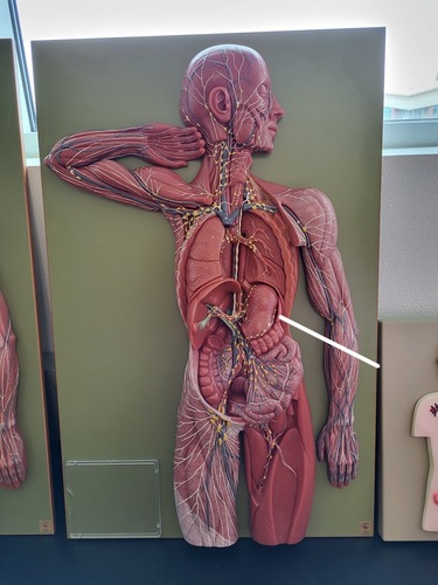 <p>Identify the Structure</p>