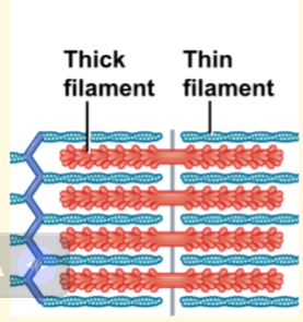 <p>-contractile proteins</p><p>-inside each myofibril</p><p>-thick = myosin. thin = actin</p><p>-together form “contractile unit” = sarcomere</p>