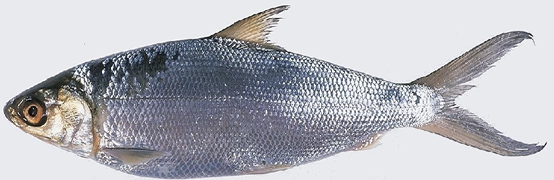 <p>What is the common and scientific name of this species?</p>