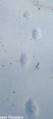 <p>Feline track pattern</p>