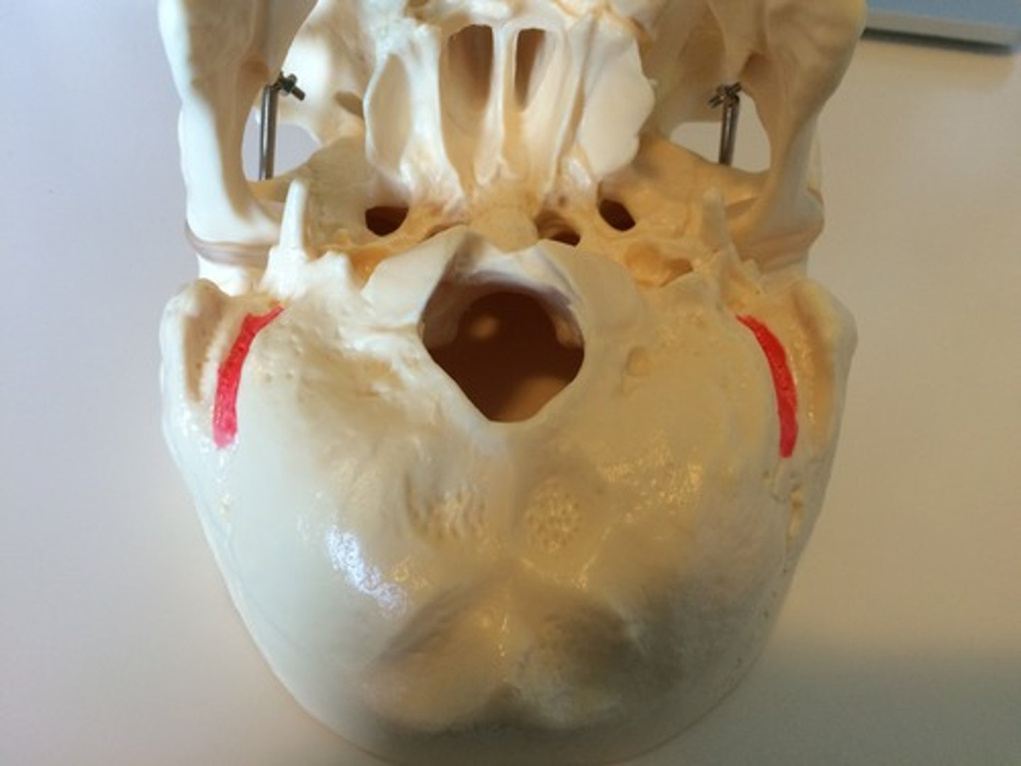 <p>groove medial to mastoid process</p>