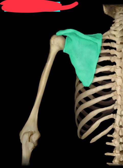 <p>What bone and view?</p>