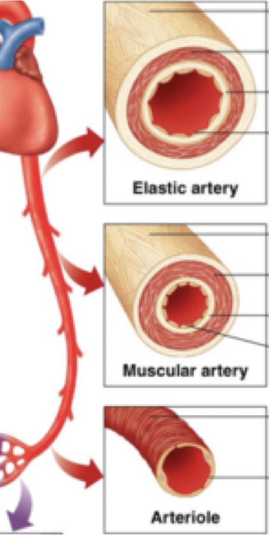 <p><strong>arteries</strong></p><p>-muscular & maintain round shape</p><p>-___ blood flow bc of high pressure of blood in blood vessels</p>