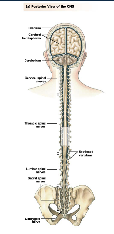 <ul><li><p>Bone</p></li><li><p>Connective tissue</p></li><li><p>Fluid</p></li></ul><p></p>