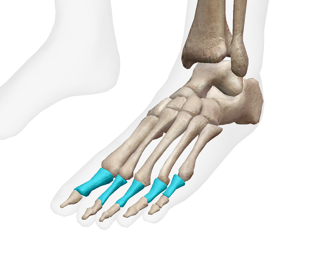 <p>Label the bone on the foot </p>
