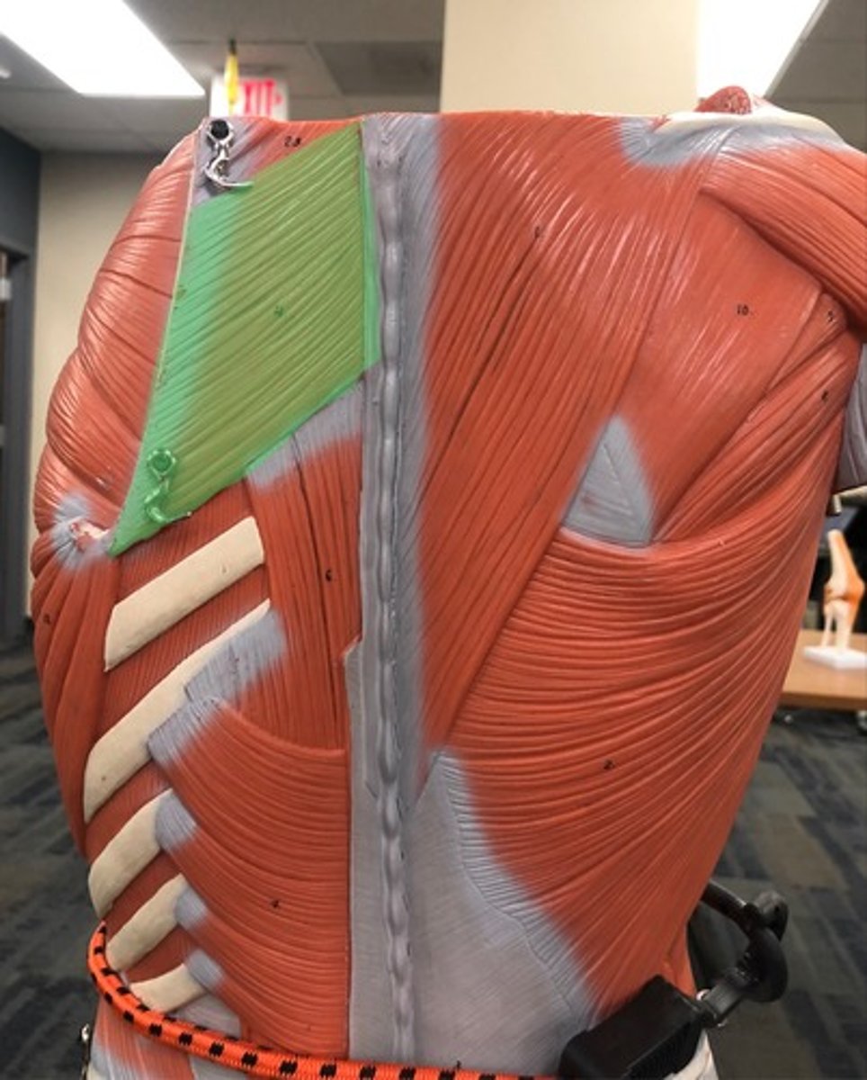 knowt flashcard image