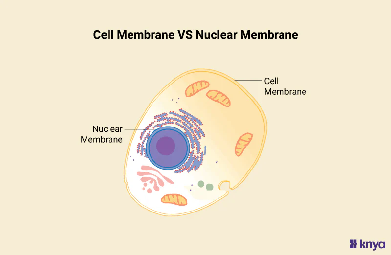 <ul><li><p class="Paragraph SCXW59344219 BCX0" style="text-align: left"><span>Plant and animal cells have a number of organelles that are surrounded by membranes.&nbsp;&nbsp;</span></p></li></ul><ul><li><p class="Paragraph SCXW59344219 BCX0" style="text-align: left"><span>A membrane is composed of a bilayer (double layer) of fat (lipid) molecules called <strong>phospholipids </strong>and other compounds called <strong>proteins, </strong>and <strong>carbohydrates.&nbsp;</strong>&nbsp;</span></p></li></ul><p></p>