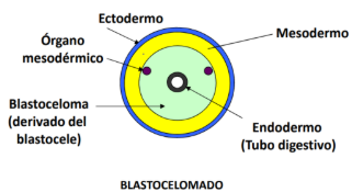 <p>No es del todo celomado porque a parte del endodermo y ectodermo hay otra cavidad denominada blastoceloma, en la que se encuentran los órganos mesodérmicos. No obstante, no está completamente rodeada por mesodermo, por lo que no se considera un celoma verdadero, es decir, la línea de división sólo está por fuera (solo hay mesodermo pegado al ectodermo pero no al endodermo, es decir, hay una capa que separa el ectodermo de la cavidad pero no existe una que divide el endodermo de la cavidad).</p>