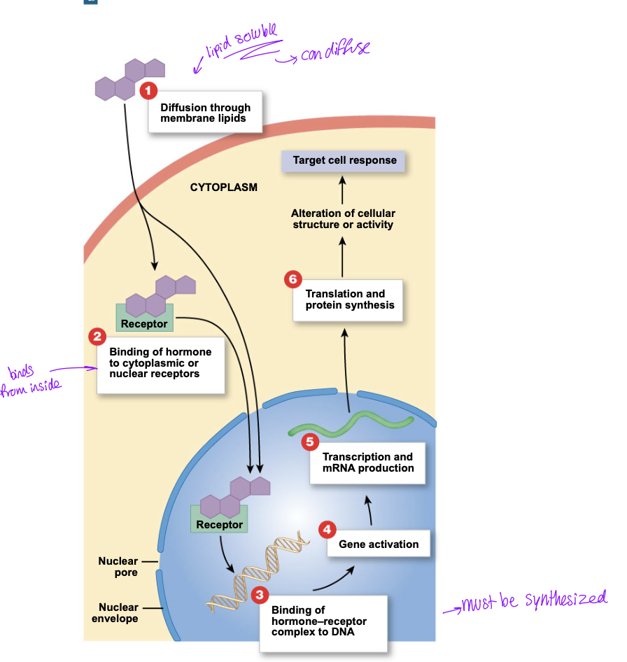 <ul><li><p>Diffusion through membrane lipids</p><ul><li><p>lipid soluble so can diffuse through</p></li></ul></li><li><p>binding of a hormone to a cytoplasmic or nuclear receptor </p></li><li><p>hormone receptor complex binds to DNA </p></li><li><p>gene activation </p></li><li><p>transcription of mRNA product </p></li><li><p>translation and protein synthesis </p></li><li><p>alteration of cellular structure or activity on target cell </p></li></ul><p></p>