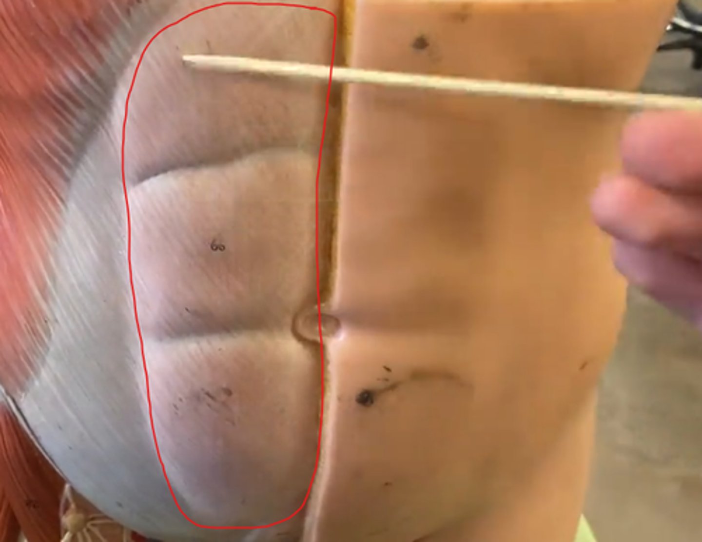 knowt flashcard image