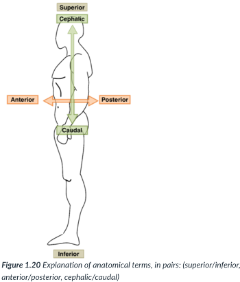 <p>toward the head end or upper part of a structure or the body (above)</p>