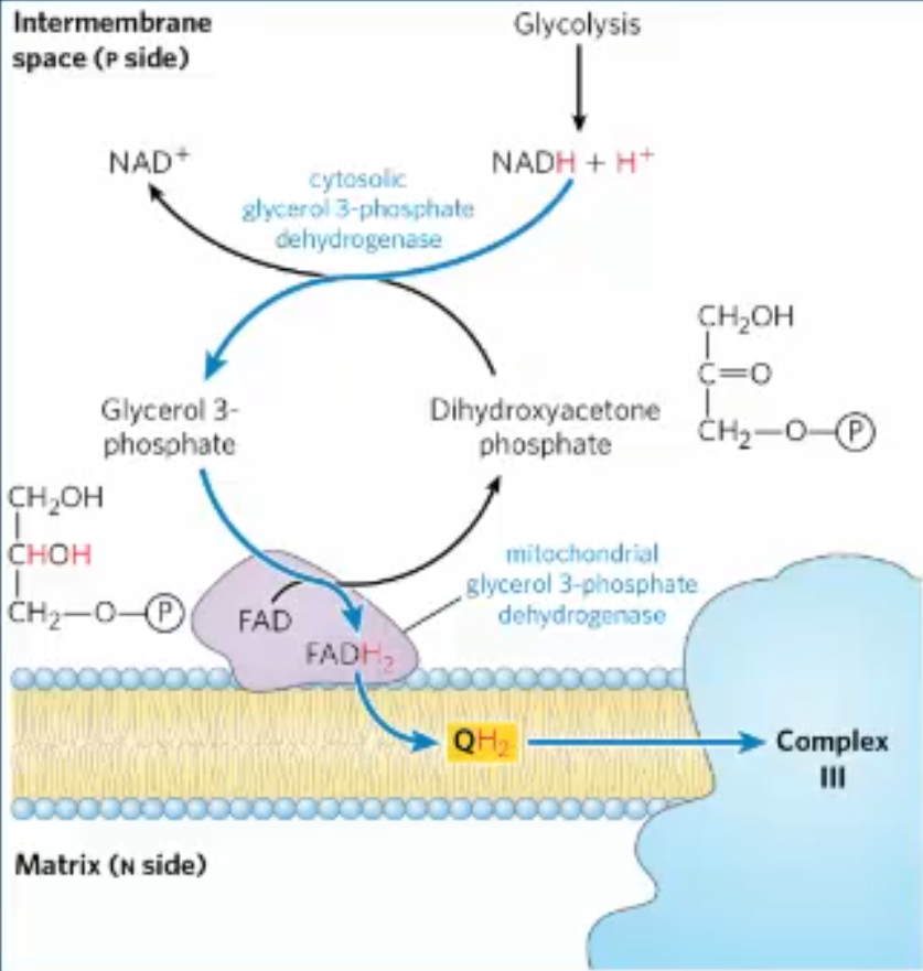 <ol><li><p>cytosolic glycerol-3-phosphate dehydrogenase reduces DHAP to glycerol-3-phosphate, oxidizes cytosolic NADH to NAD+. Glycerol-3-phosphate is carrying 2e- from NADH</p></li><li><p>IMM bound glycerol-3-phosphate dehydrogenase oxidizes glycerol-3-phosphate back to DHAP, in the process, transferring 2e- to FAD, forming FADH2 </p></li><li><p>FADH2 passes the 2e- to Q, reducing it to QH2</p></li></ol><p></p>
