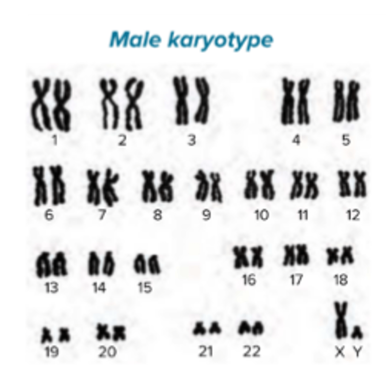 <p>One X and one Y chromosome</p>