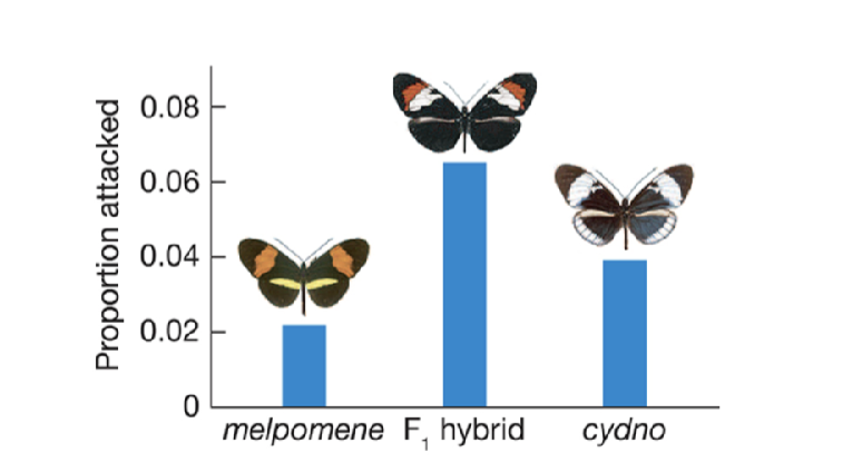 <p>Speciation in Sympatry:</p><p>Postzygotic</p>