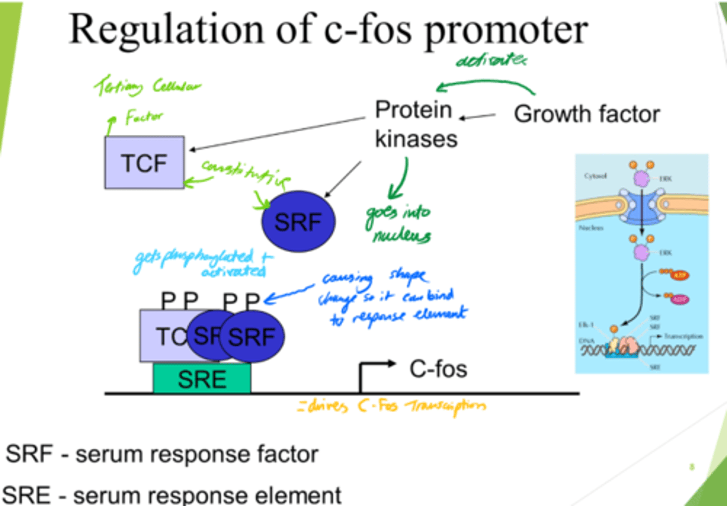 <p>- Enters nucleus.</p><p>- Conformation change.</p><p>- Binds to SRE (Serum Response Element).</p>
