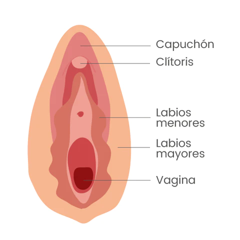 los _________ son parte de la vulva que son dos pliegues longitudinales de piel

* cubiertos por vello pubico
* contienen tejido adiposo
* glandulas sebaceas (sebo)
* glandulas sudoriparas apocrinas (sudor)