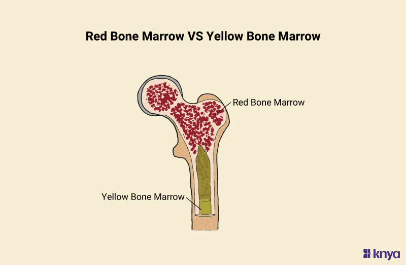 <ul><li><p>Red marrow produces <strong>red blood cells, platelets, and some white blood cells. </strong></p></li><li><p>Yellow marrow is <strong>mainly composed of fat cells</strong> <strong>and serves as fat storage</strong></p><ul><li><p>can produce blood cells in case of emergencies → adaptability</p></li></ul></li></ul><p></p>