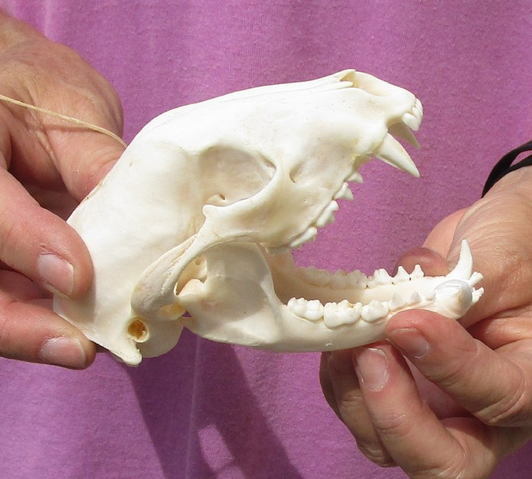 <p>2 species (ring tail not included). Digits. 5-5, plantigrade. Teeth: <strong>3/3,1/1, 4/4, 2/2</strong> (raccoon, varied in other species). <strong>No carnassial pair</strong>, <strong>six upper cheek teeth </strong>unlike mephi/musti. Bear-like skull, is small, rostrum shorter than cranial &amp; wide face, oval skull. <strong>No alisphenoid canal</strong></p>