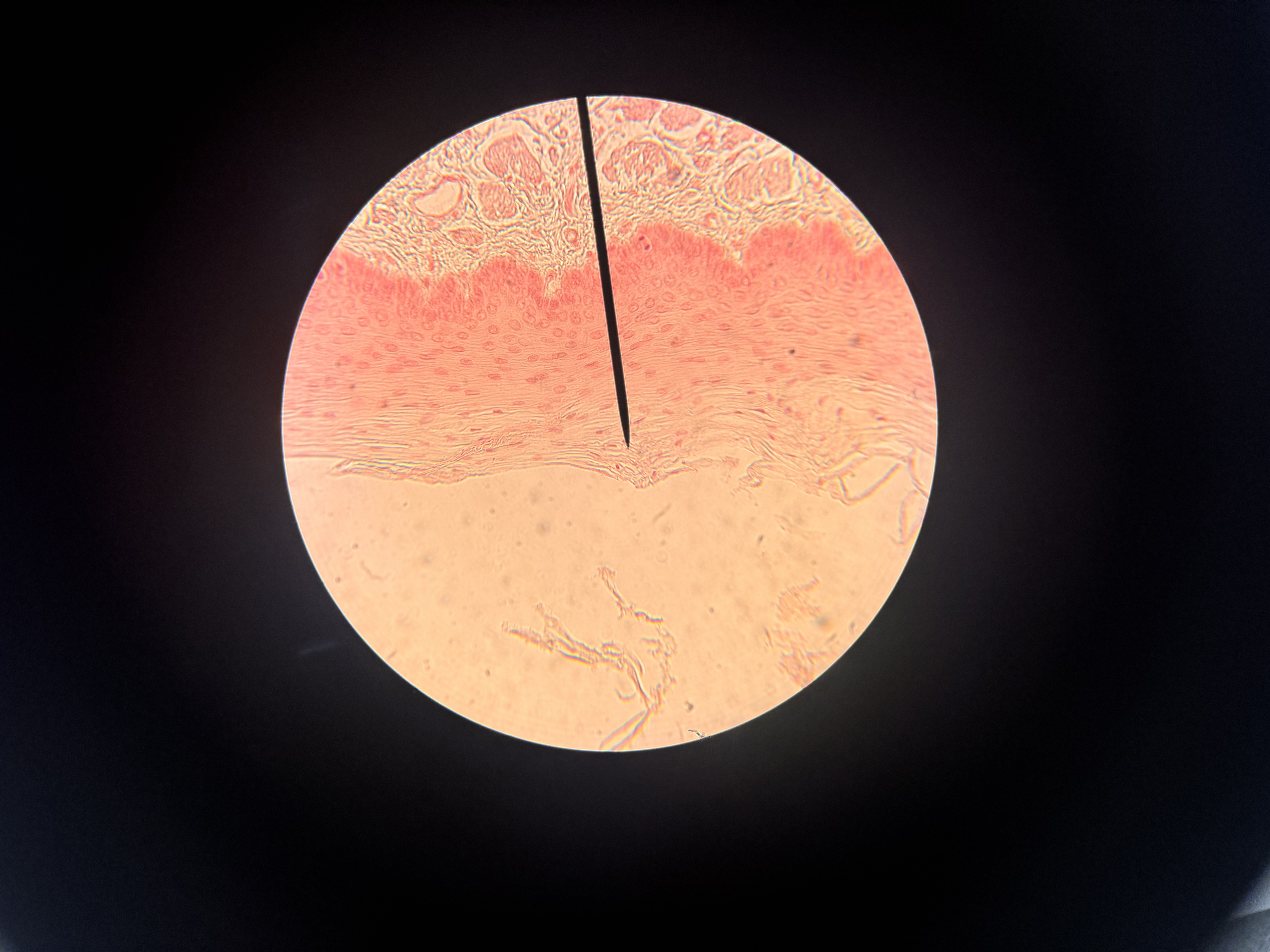 <p>what cell is this </p>