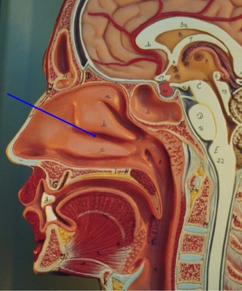 <p>where frontal, maxillary, sinuses and ethmoid air cells drain</p>