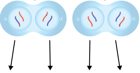 
1. individual chromatids are now at each pole of the cell. 2. separate nuclear membranes begin to form around each set. 3. chromosomes begin to decondense and unravel.