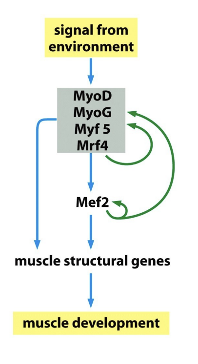 <ul><li><p>combined effect of these factors and other gesn downstream</p></li><li><p>Creates multiple feedback</p></li></ul><p></p>