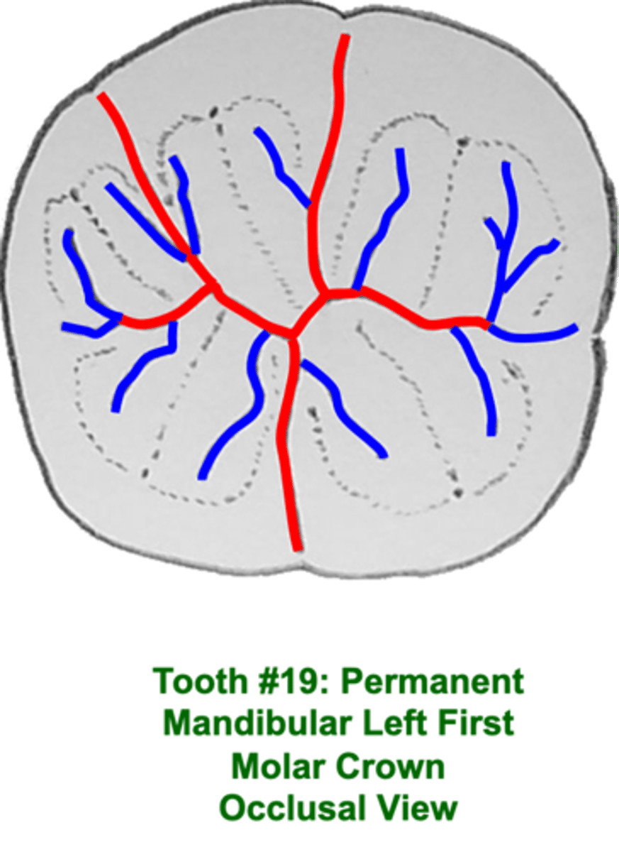 <p>- small, irregularly placed grooves that branch from developmental grooves</p><p>- found on occlusal surfaces</p><p>- 2nd/3rd prem and 2nd mol characterised by high freq. of these</p>