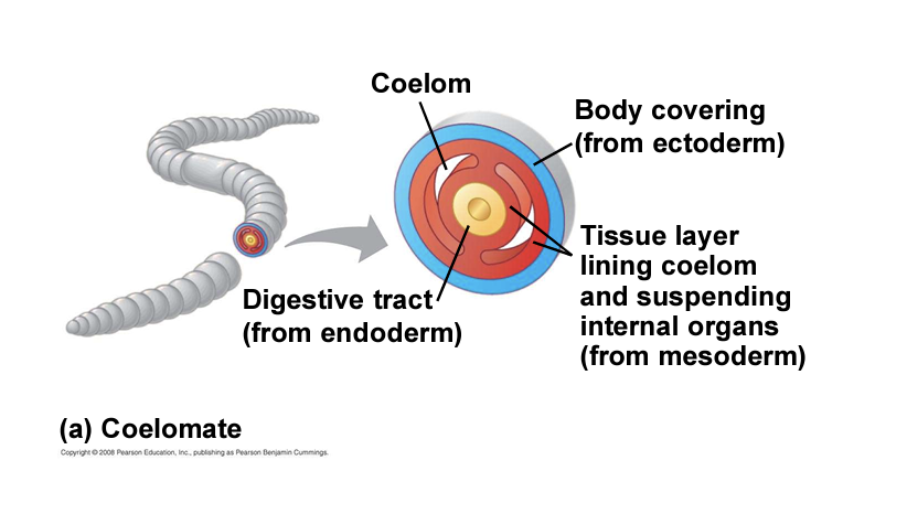 <p>coelomates</p>