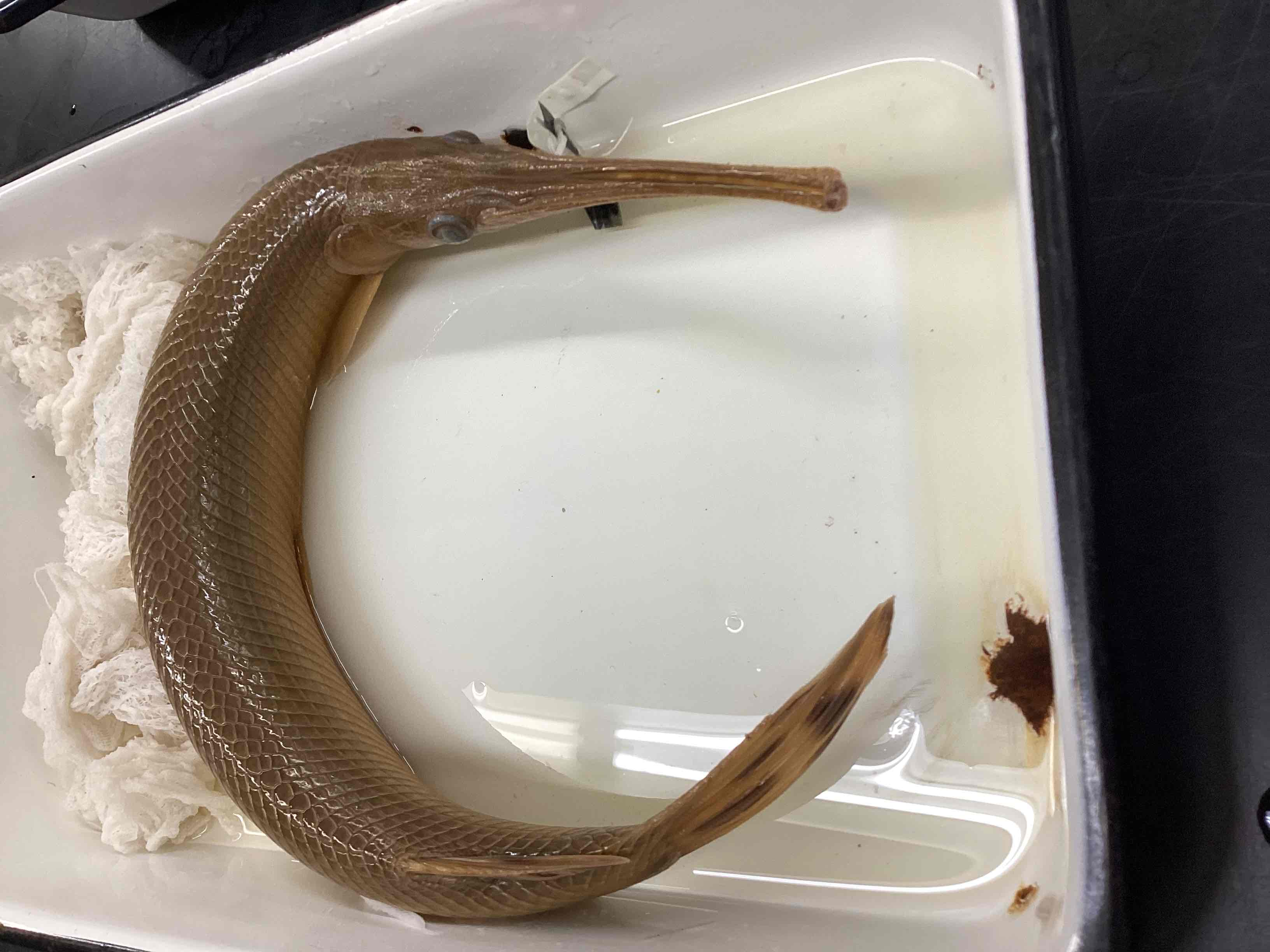 <p>Longnose gar</p>