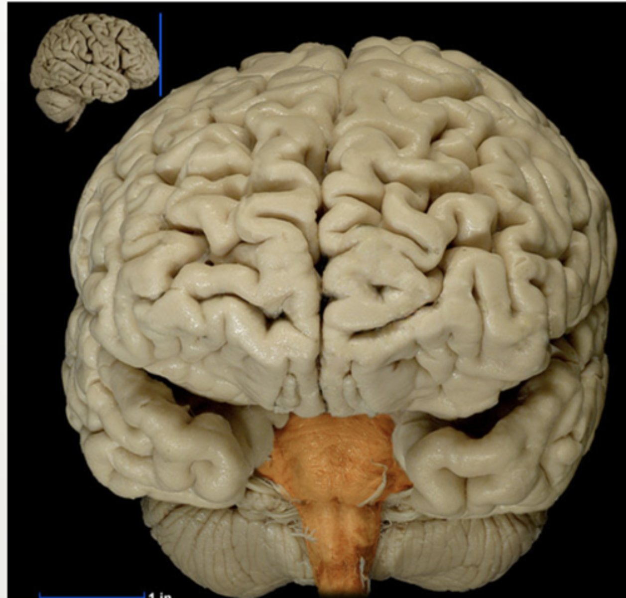 <p>Connects the brain and spinal cord</p>